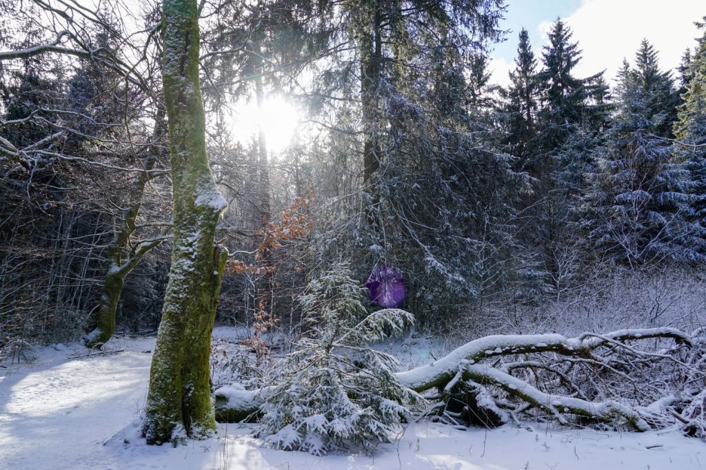 Der Hoherodskopf im&nbsp;Schnee