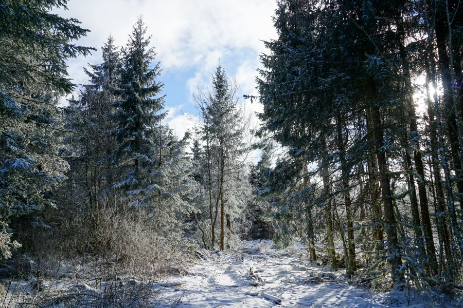 Ein Wald im Schnee