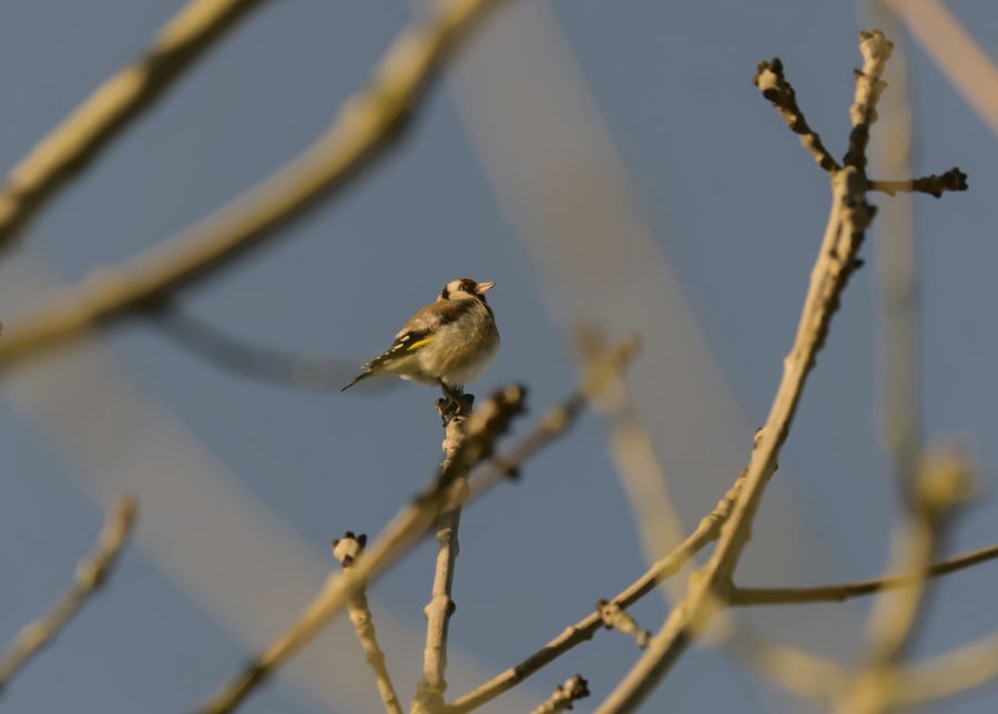Ein kleiner, gefiederter Vogel sitzt auf einem Ast gegen einen blauen Himmel.