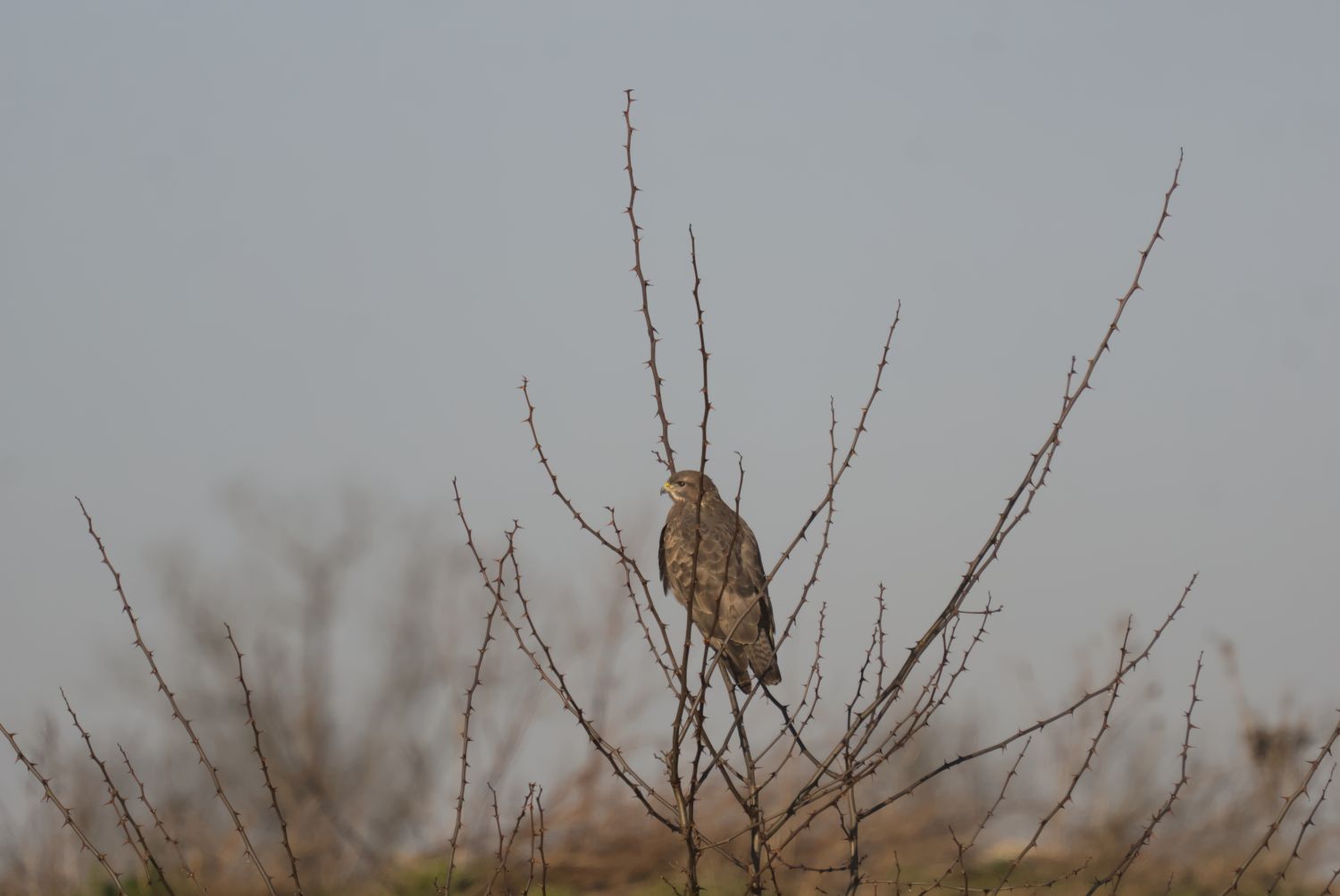Ein Mäusebussard auf einem Baum