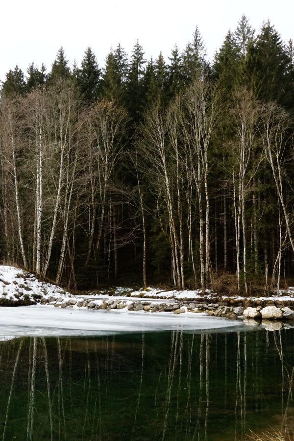 Winterlandschaft mit schneebedeckten Bäumen und einem teilweise gefrorenen See, der die umliegenden Bäume spiegelt.