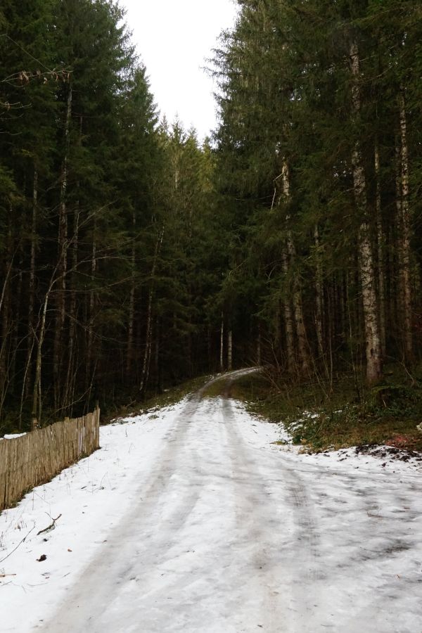 Ein schneebedeckter Weg durch einen dunklen Wald, umgeben von hohen Tannenbäumen.
