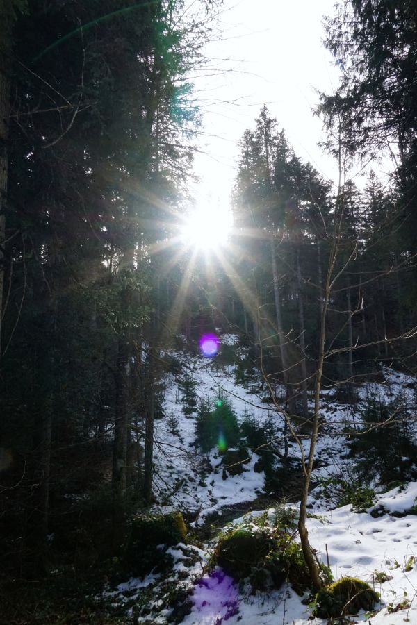 Sonnenstrahlen durchdringen die Baumkronen im winterlichen Wald, während Schnee den Boden bedeckt.