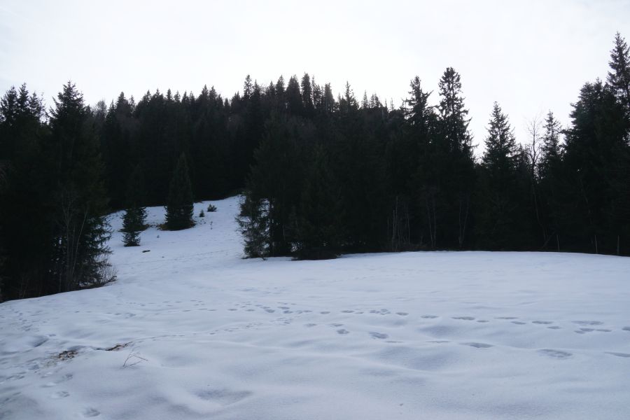 Schneebedeckte Wiese mit Fußabdrücken, umgeben von bewaldetem Hang und bewölktem Himmel.