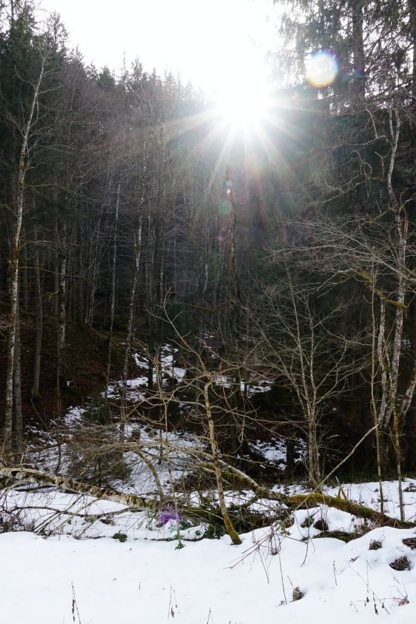 Sonnenstrahlen scheinen durch die Bäume in einem winterlichen Wald mit Schnee auf dem Boden.