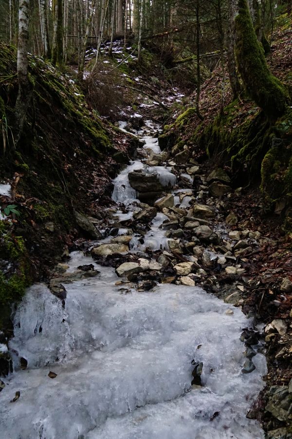 Ein gefrorener Bachlauf in einem bayerischen Wald, umgeben von Bäumen und Moosbad, mit glitschigem Eis und Steinen.