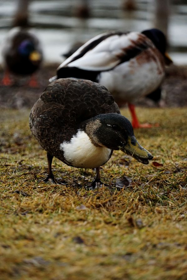 Eine Stockente steht auf dem Gras am Ufer eines Sees, während andere Enten im Hintergrund zu sehen sind.