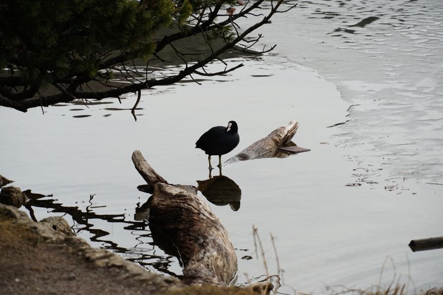 Eine Blässhuhn steht auf einem Baumstamm im Wasser, umgeben von spiegelndem Wasser und Ästen.