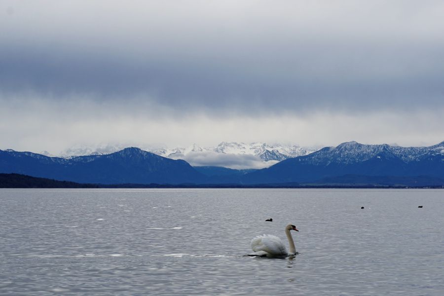 Ein weißer Schwan schwimmt auf dem Starnberger See, während schneebedeckte Berge im Hintergrund sichtbar sind. Der Himmel ist bewölkt.