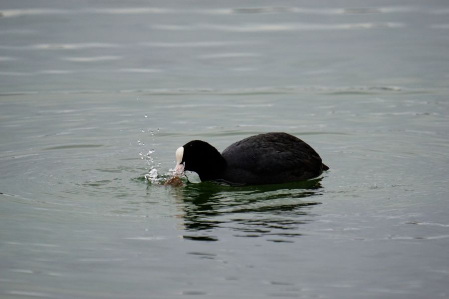 Ein schwarzes Wasservogel schwimmt auf einem ruhigen See und schnappt nach Nahrung, während Wassertropfen aufplätschern.