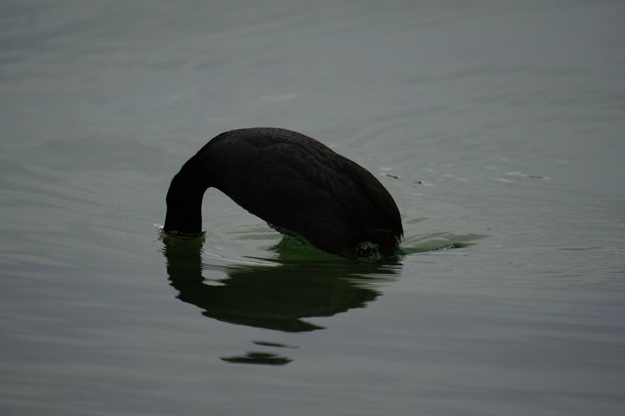 Ein schwarzer Vogel, der mit dem Kopf ins Wasser eintaucht und dabei eine Spiegelung im ruhigen Wasser zeigt.