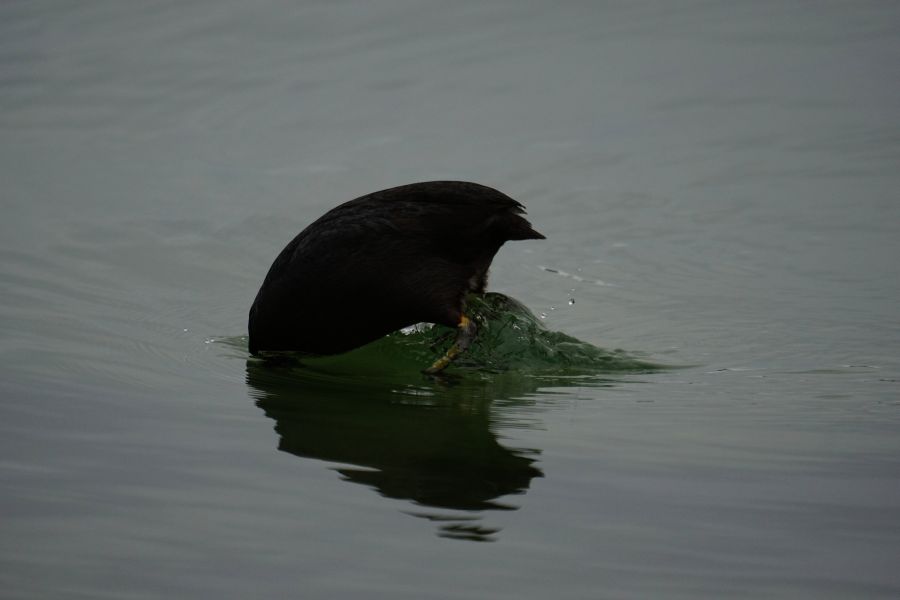 Ein Vogel taucht mit dem Kopf ins Wasser, während er auf der Oberfläche schwimmt, um nach Nahrung zu suchen.