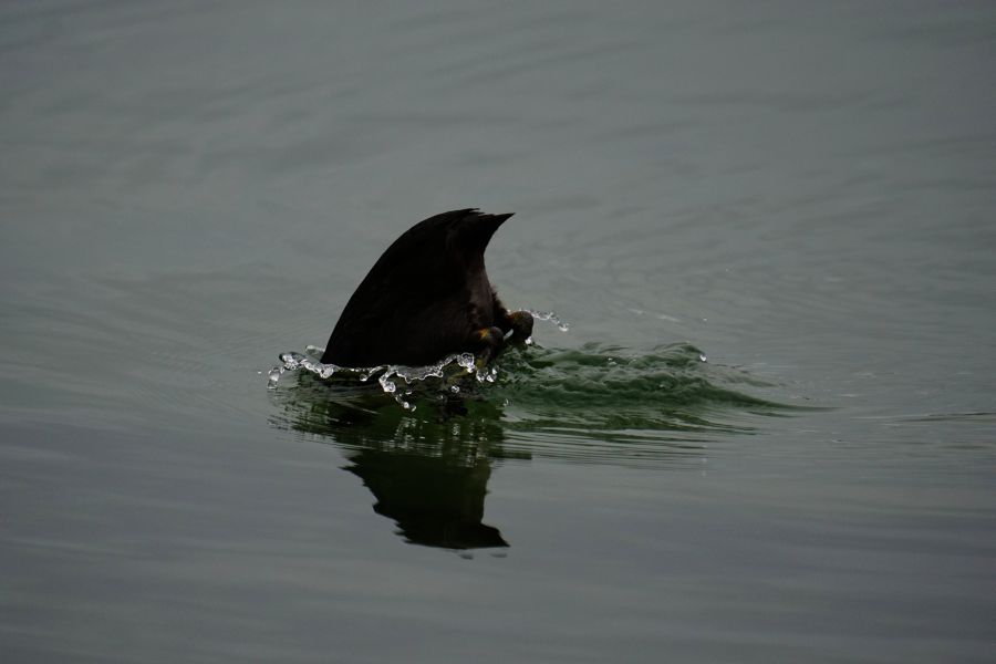 Ein Vogel taucht im Wasser, während Spritzer um ihn herum aufsteigen.