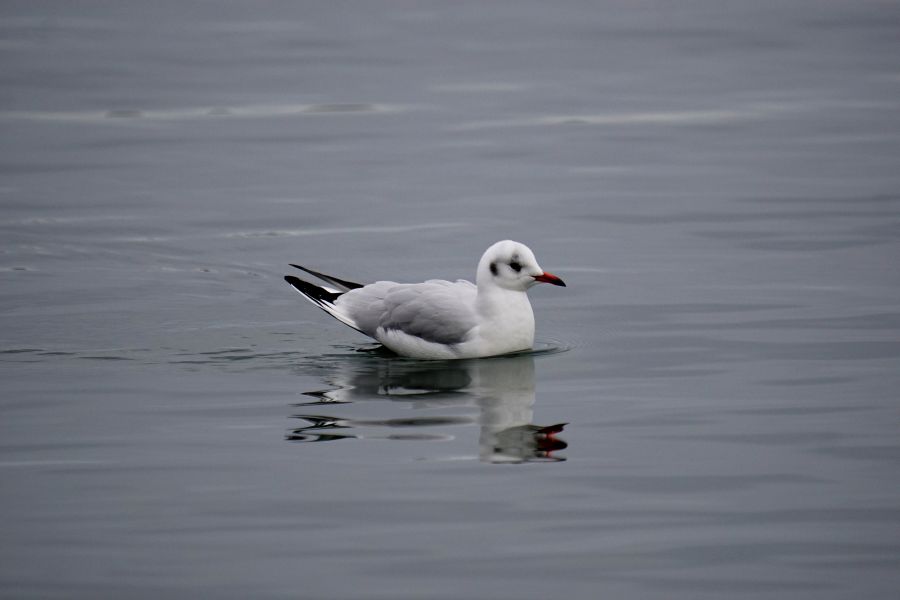Eine Möwe schwimmt ruhig auf dem stillen Wasser, reflektiert im grauen Licht des Morgens.