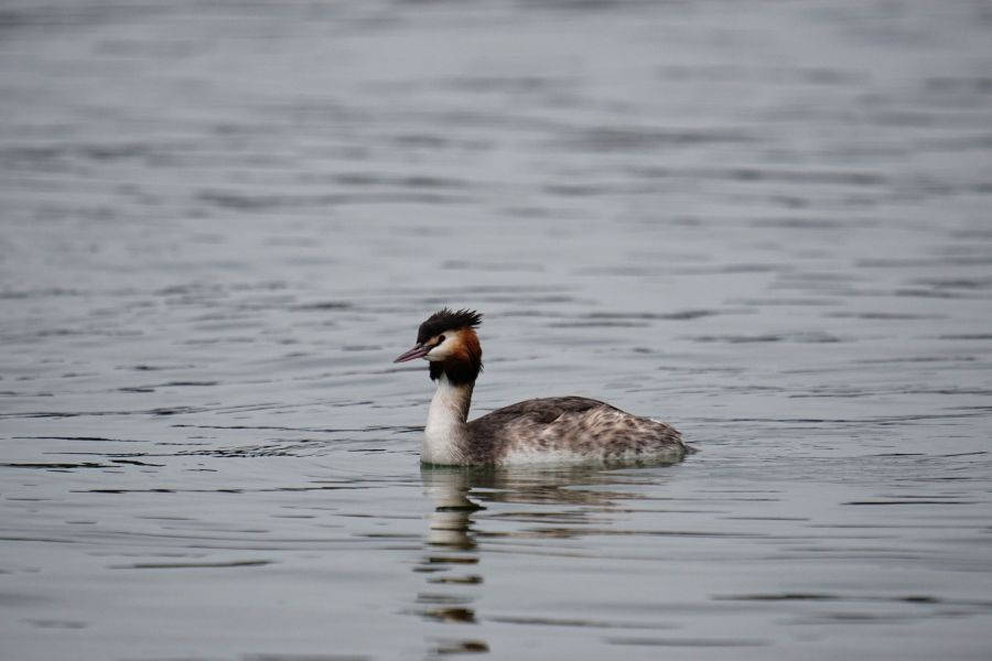 Ein Graugans schwimmt ruhig auf dem Wasser, umgeben von sanften Wellen.