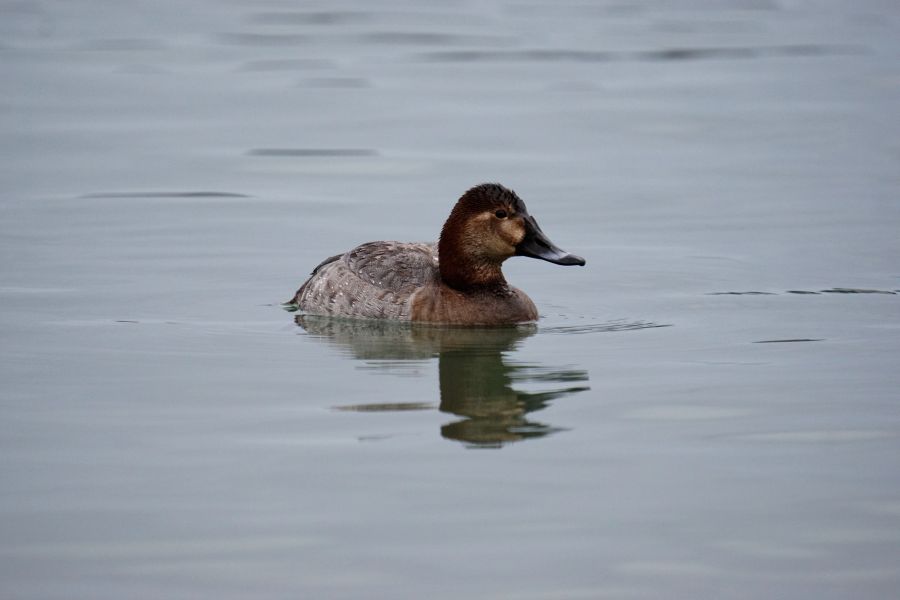 Eine Entenart schwimmt ruhig auf der glatten Wasseroberfläche.