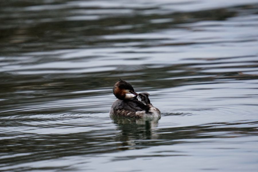 Ein Haubentaucher schwimmt auf dem ruhigen Wasser des Starnberger Sees.