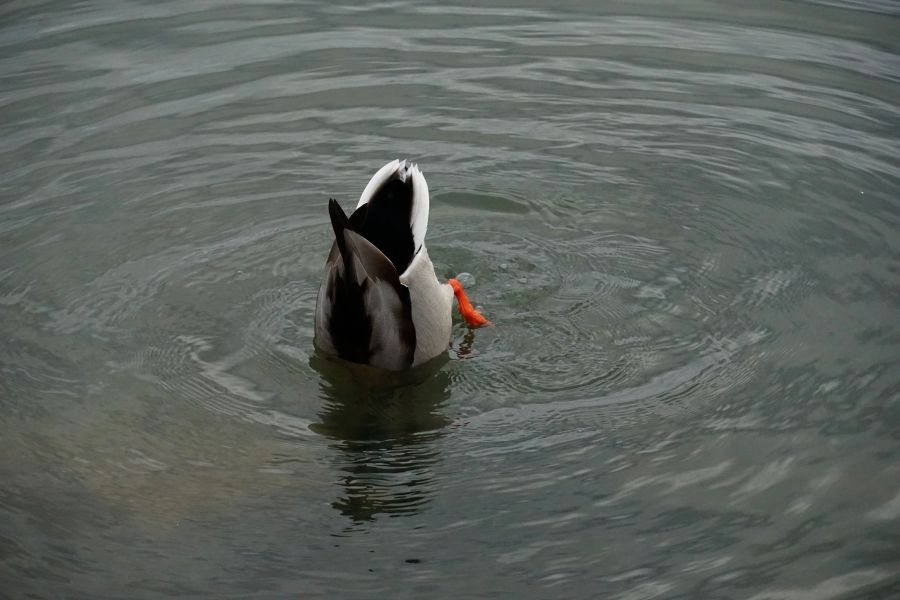 Eine Ente taucht mit ihrem Kopf ins Wasser, während Wellenringe um sie herum entstehen.