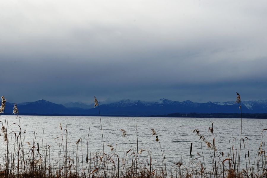 Ein Blick auf den Starnberger See mit schneebedeckten Bergen im Hintergrund und Schilfrohr im Vordergrund an einem grauen Himmel.