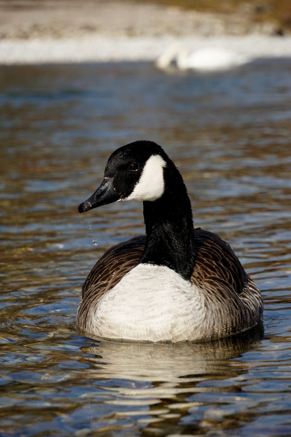 Nahaufnahme einer Gans, die in einem Gewässer schwimmt, mit Wassertropfen, die von ihrem Schnabel fallen.