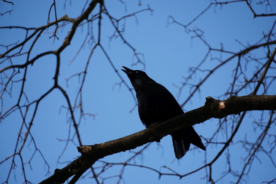 Ein schwarzer Vogel sitzt auf einem Ast und singt vor einem klaren blauen Himmel.