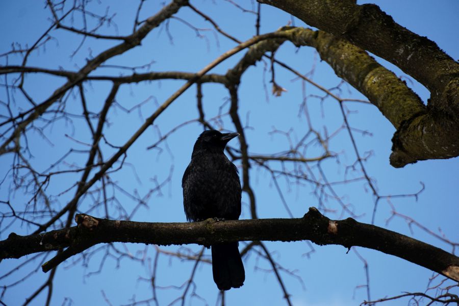Ein schwarzer Vogel sitzt auf einem Ast vor einem klaren blauen Himmel.