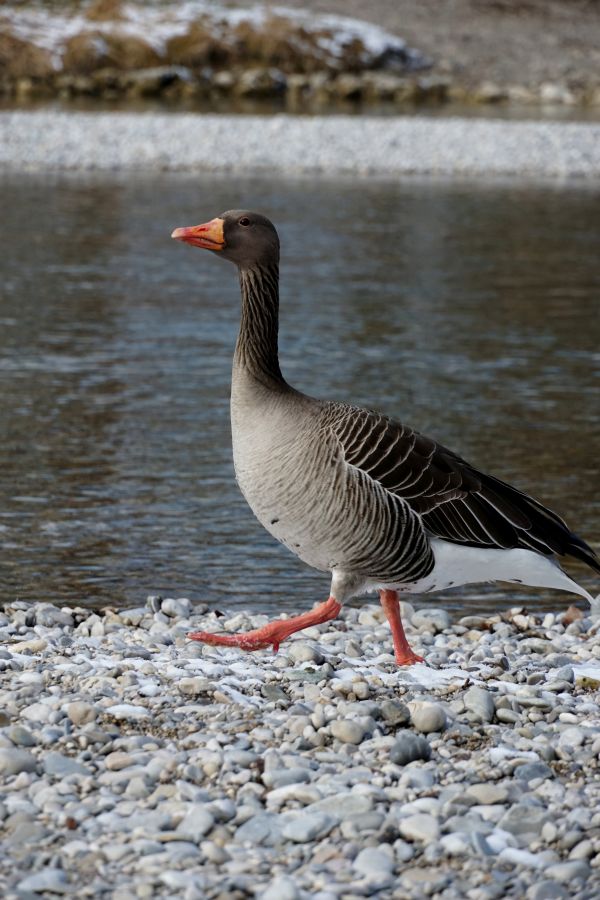 Eine Graugans, die am Ufer eines Flusses auf Kies wandert.