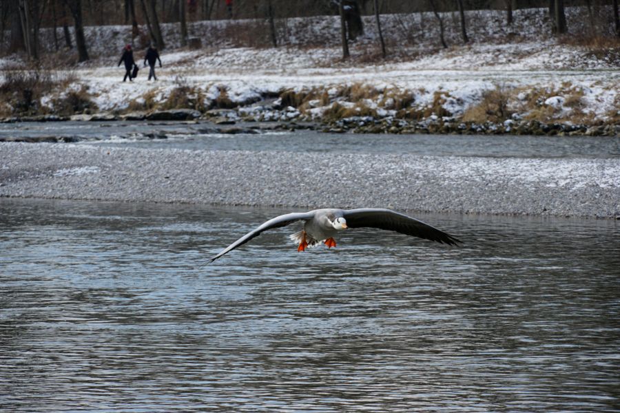 Eine fliegende Gans über dem Wasser der Isar in München, mit schneebedecktem Ufer im Hintergrund.