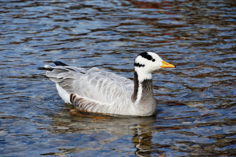 Eine Ente schwimmt im klaren Wasser eines Flusses.