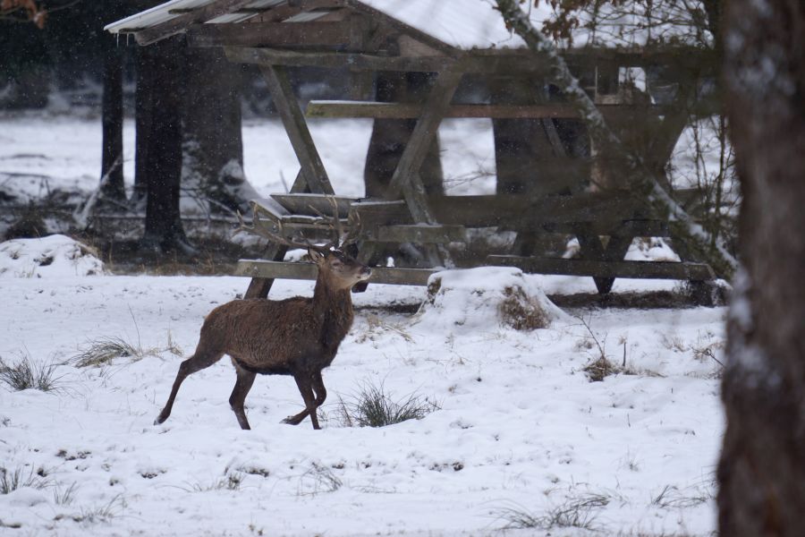 Ein Hirsch im Forstenrieder Park