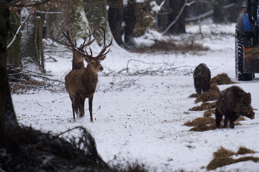 Ein Hirsch und Wildschweine im Forstenrieder Park