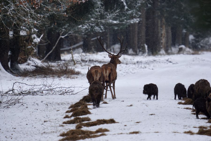 Ein Hirsch und Wildschweine im Forstenrieder Park