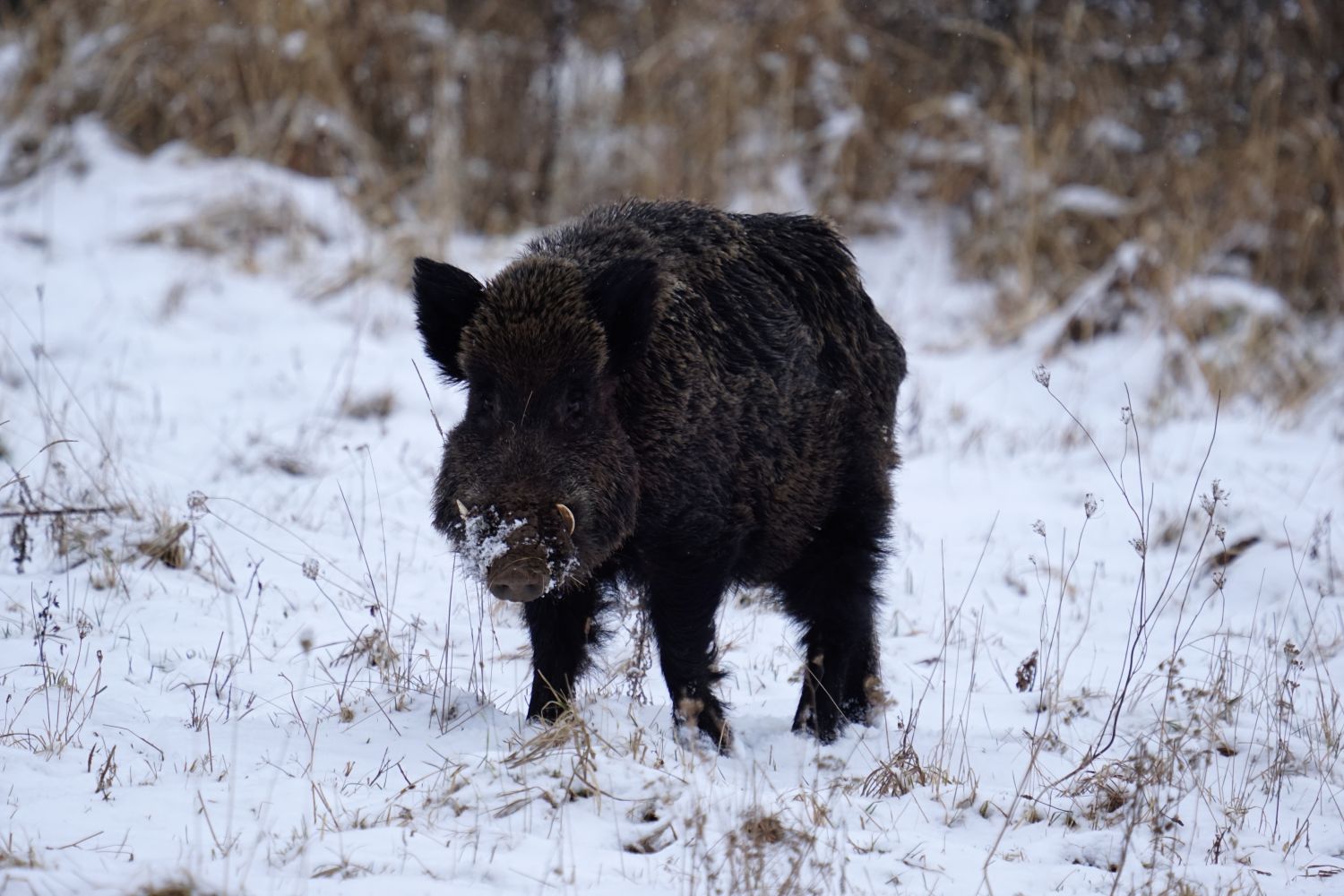 Nahansicht eines Wildschweins im Schnee