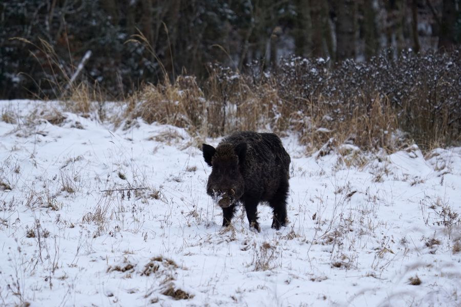 Ein Wildschein im verschneiten Forstenrieder Park