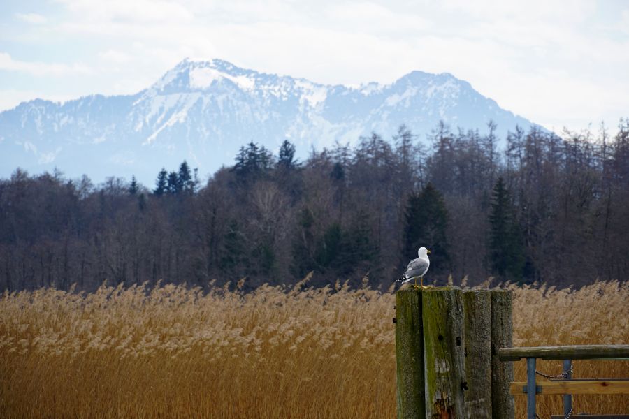 Eine Möwe sitzt auf einem Holzpfosten vor einem See, mit schneebedeckten Bergen im Hintergrund und umgeben von Schilf.