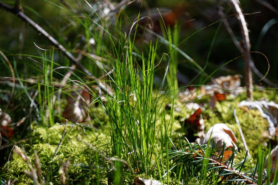 Einzelne Grashalme wachsen auf moosbedecktem Boden im Wald, umgeben von kleinen, braunen Blättern und Ästen.
