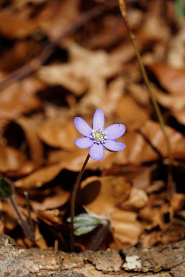 Eine einzelne lila Blume sprießt aus dem braunen Laubboden im Wald.