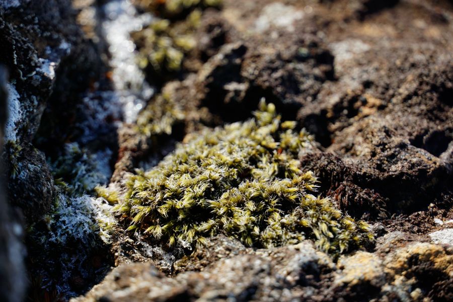 Nahaufnahme von grünem Moos, das auf einem Felsen wächst, umgeben von trockenen, rauen Oberflächen.