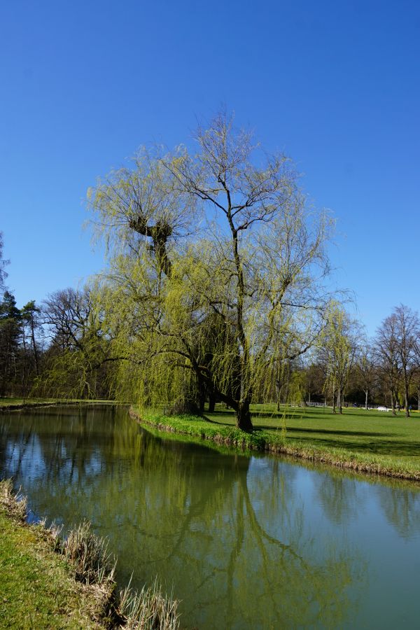 Ein ruhiger Kanal umgeben von frühlingshaftem Grün und einem Weidenbaum, reflektiert im Wasser unter blauen Himmel.