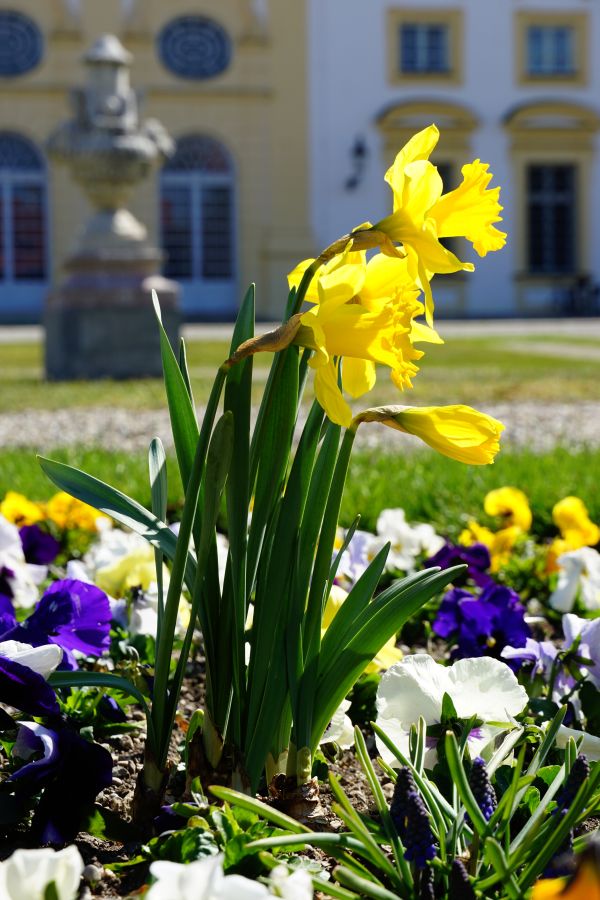 Gelbe Narzissen in einem farbenfrohen Blumengarten vor der barocken Schlossanlage Schleißheim.