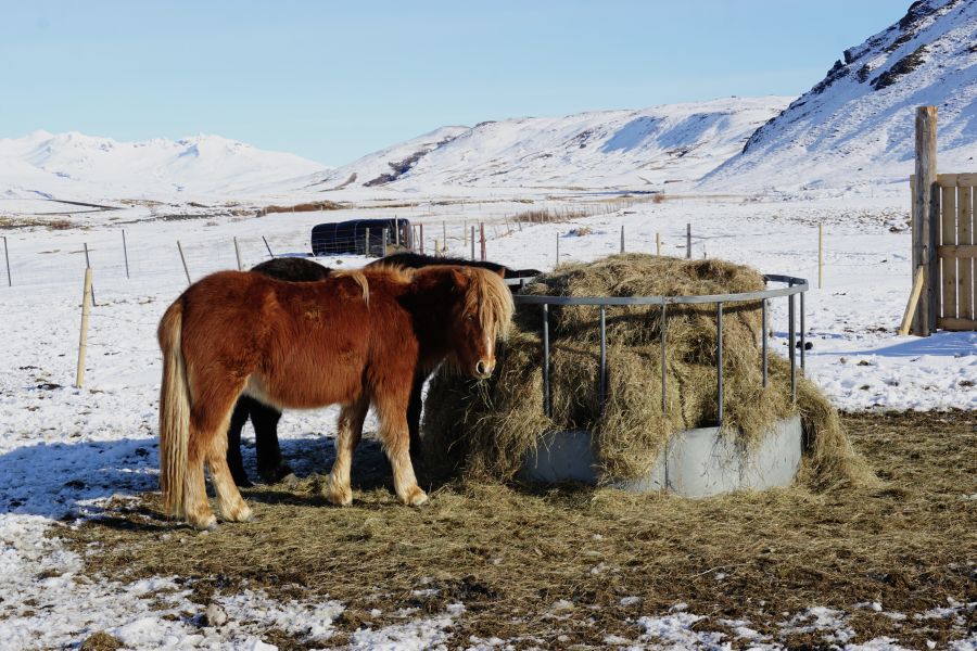 Ein Islandpferd frisst Heu an einem Futterring auf einer verschneiten Wiese mit Bergen im Hintergrund.