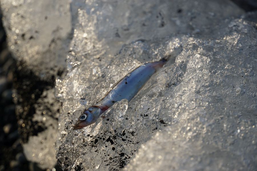 Ein Fisch liegt auf einem Eisblock, umgeben von schimmernden Eisstücken und schwarzem Lavagestein.