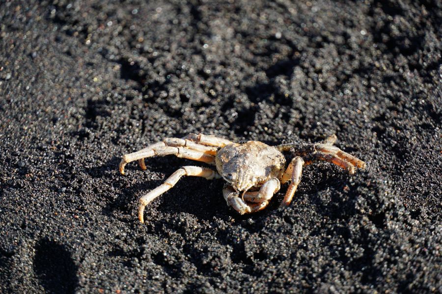 Islands Südküste mit schwarzen Strand