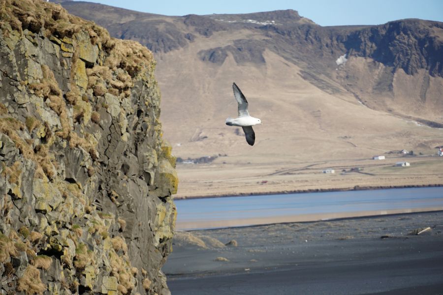 Ein Vogel fliegt über eine dramatische Felslandschaft mit grasbewachsenen Klippen und einer weiten Aussicht auf ein ruhiges Gewässer im Hintergrund.