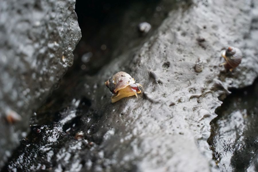 Eine Schnecke am Strand