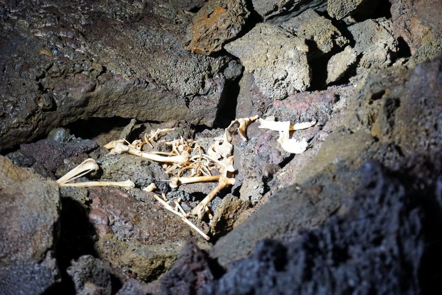 Skelettüberreste in einer Lavahöhle, umgeben von vulkanischem Gestein.