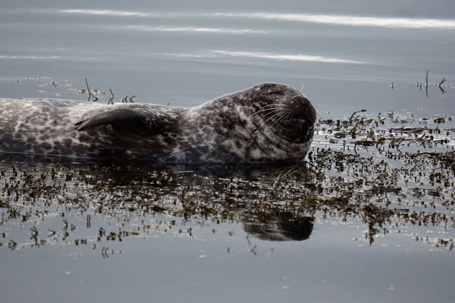 Eine Robbe schwimmt entspannt in ruhigem Wasser, umgeben von Pflanzen und Algen.
