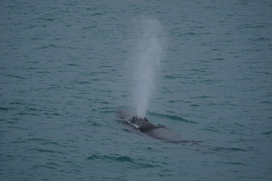 Ein Buckelwal taucht in einem ruhigen Ozean auf, während ein Wasserstrahl aus seinem Blasloch austritt.
