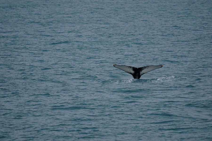 Ein Buckelwal taucht in einem ruhigen Ozean auf, seine Schwanzflosse ist sichtbar.