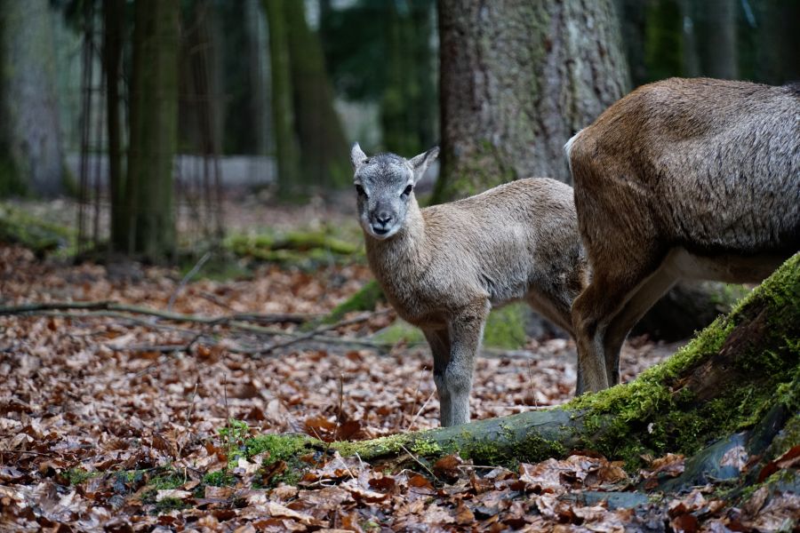 A young animal with grey-brown fur standing among fallen leaves in a forest, with trees in the background.